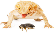 Load image into Gallery viewer, 1000 Count Live Dubia Roaches