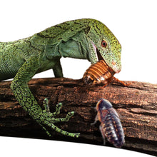 Load image into Gallery viewer, 1000 Count Live Dubia Roaches