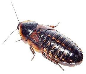1000 Count Live Dubia Roaches