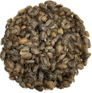 1000 Count Live Dubia Roaches