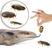 Load image into Gallery viewer, 1000 Count Live Dubia Roaches