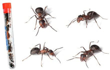Load image into Gallery viewer, 25  Live Red Harvester Ants perfect for pet ant farm
