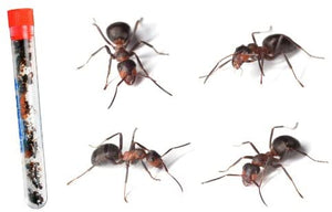 25  Live Red Harvester Ants perfect for pet ant farm