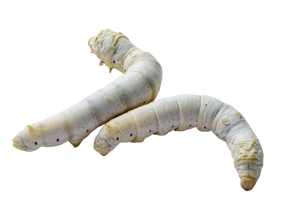 Live Silkworm with Enough Food to Grow Them About 1-1/2 to 2" max