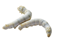 Live Silkworm with Enough Food to Grow Them About 1-1/2 to 2
