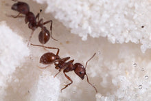 Load image into Gallery viewer, 25  Live Red Harvester Ants perfect for pet ant farm
