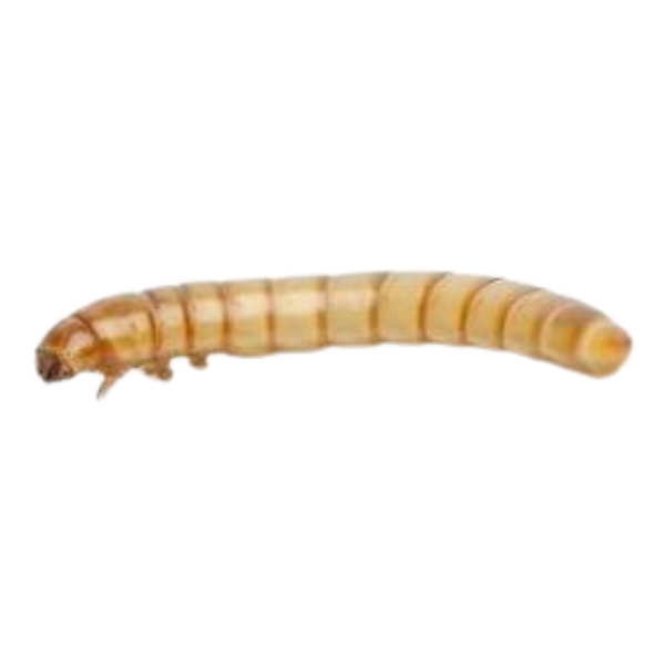 Live Mealworm