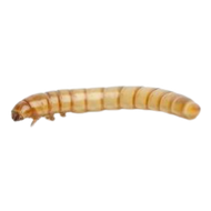 Live Mealworm