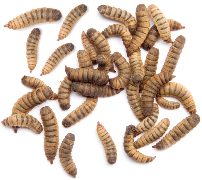Worm Life - We are the largest insect farm - –