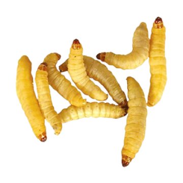Live Wax Worms Reptile Feeder Food Lizard Living Wax Worm Fish